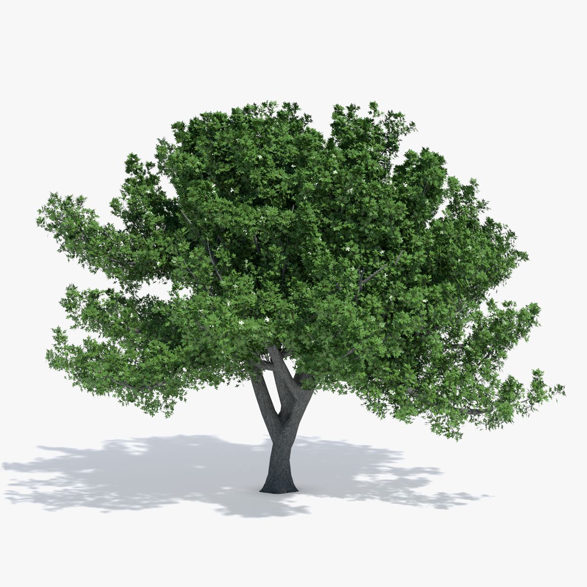 Oak Tree 3D