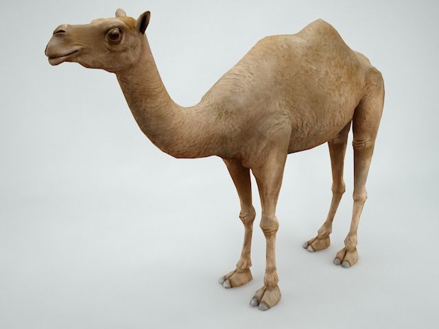 camel