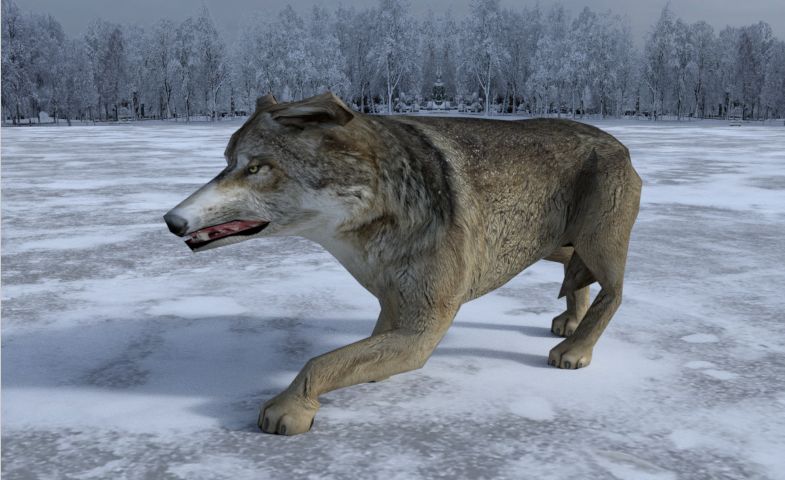 Gray Wolf