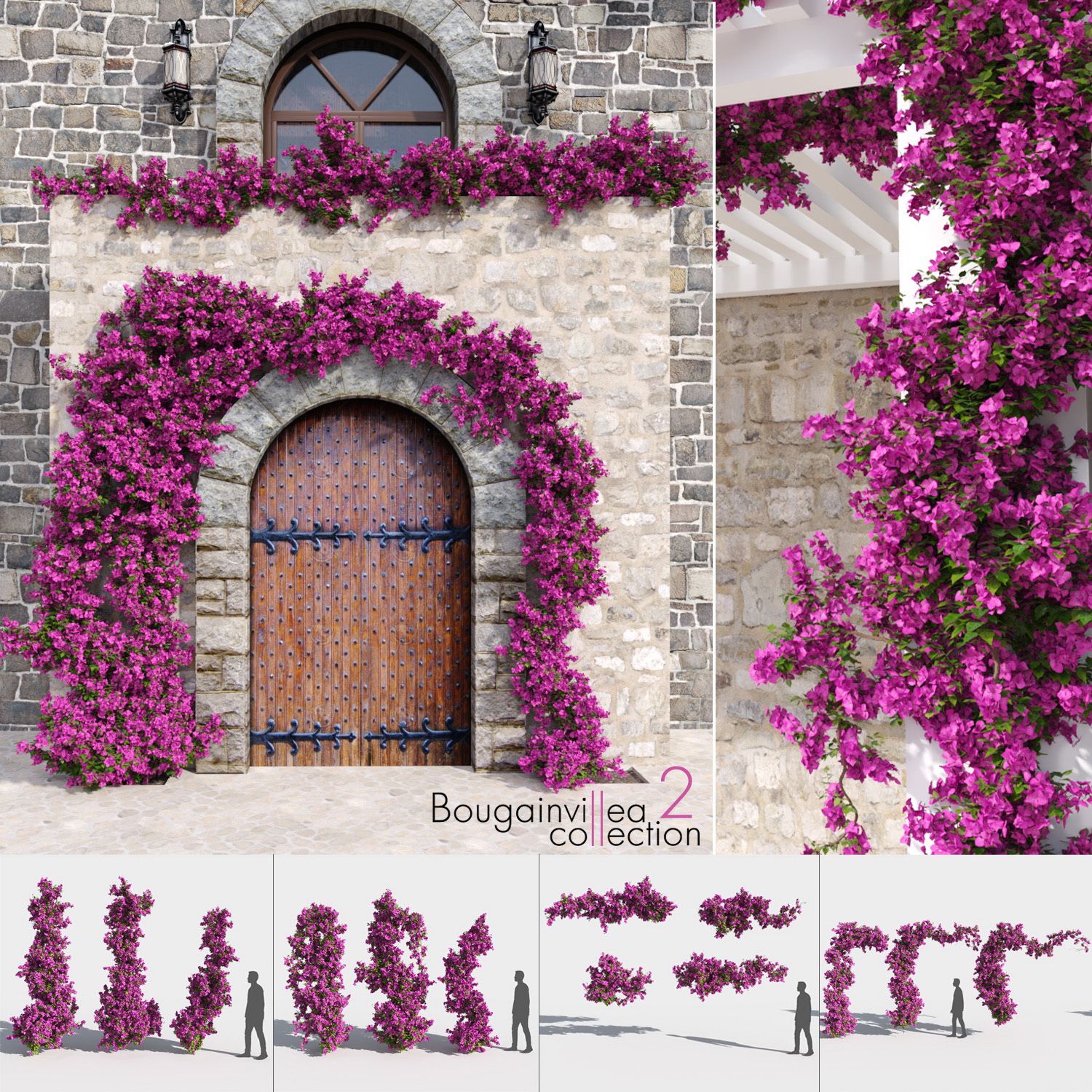 Bougainvillea Collection 2 (+GrowFX) 3D