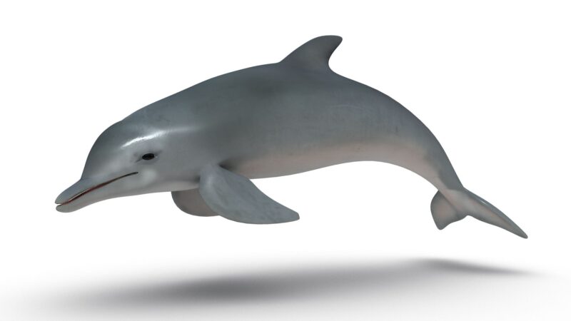 Dolphin