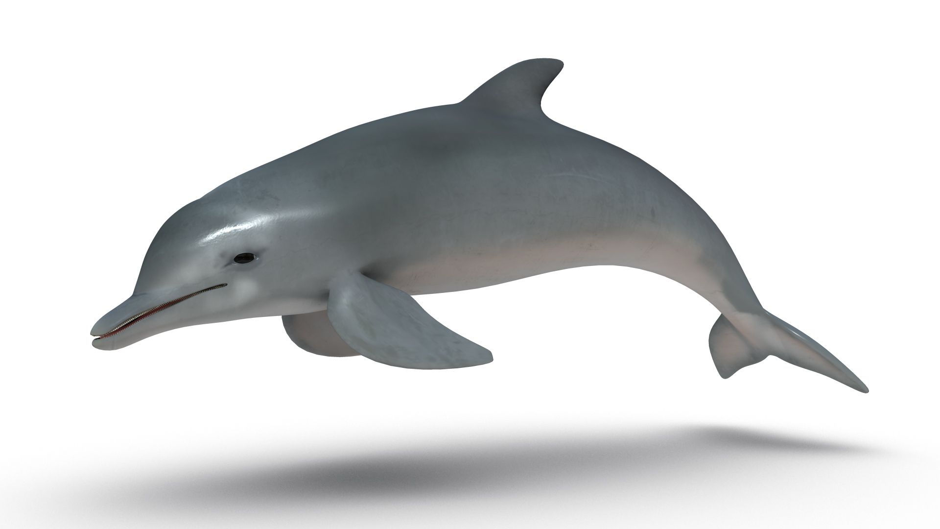 Dolphin