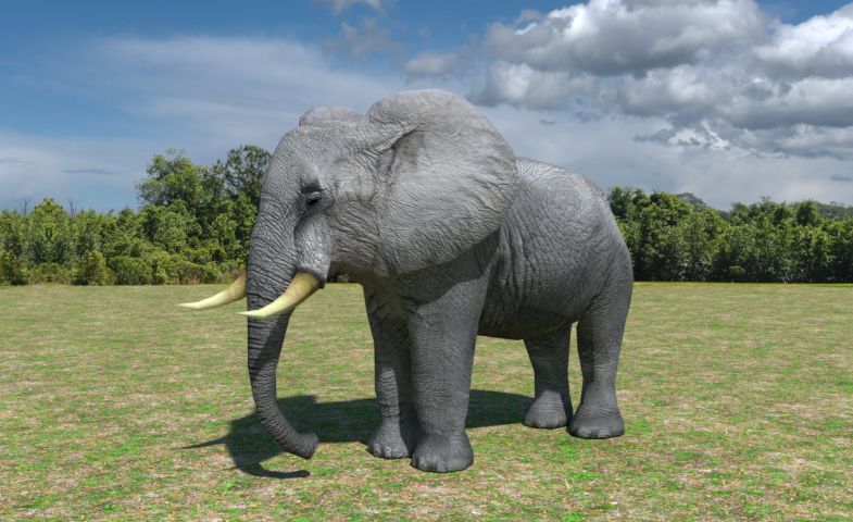 African Elephant Low Poly 3D