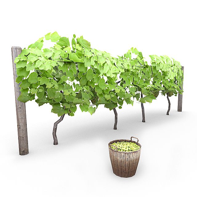 Grapevine