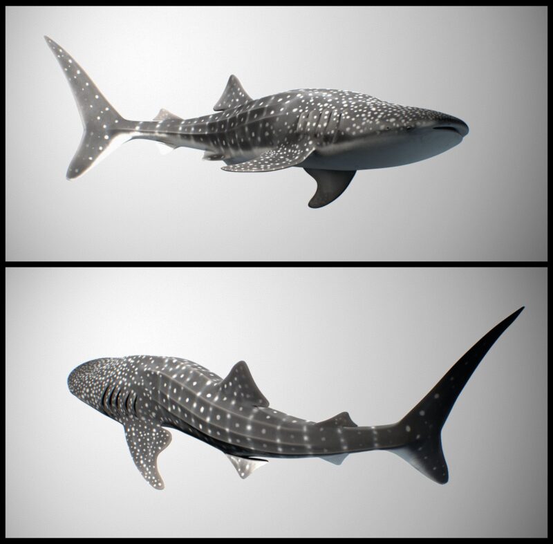 Whale Shark