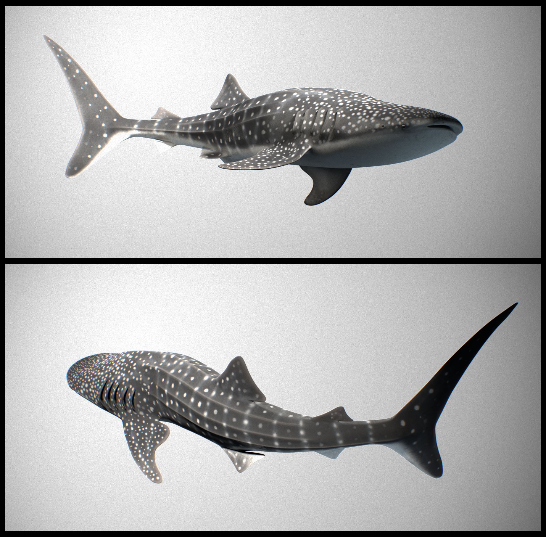 Whale Shark